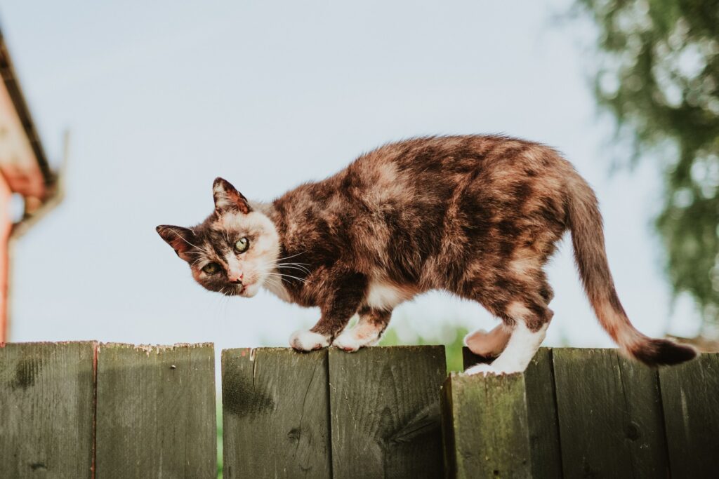 mitchell-orr-gK4C8CbyuPc-unsplash mitchell-orr-gK4C8CbyuPc-unsplash